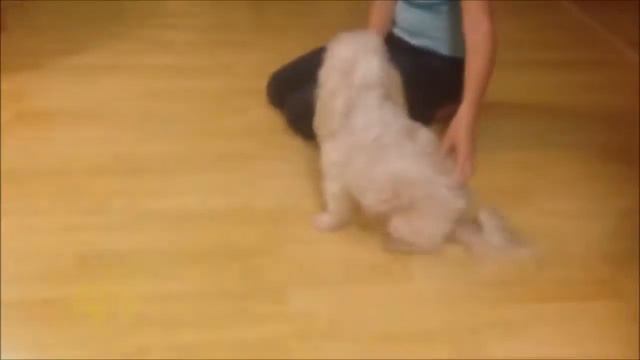 Кошки и Собаки! Смешная Видео Подборка Февраль 2015.