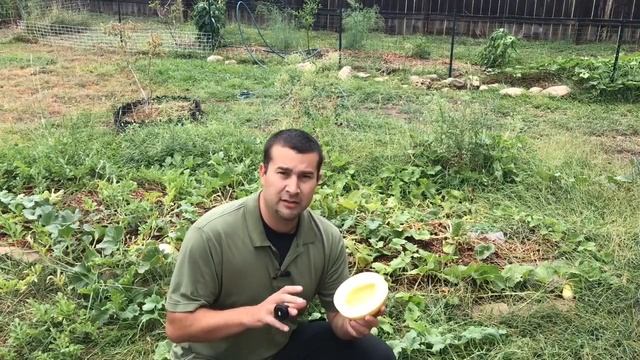 Grow AMAZING honeydew from store bought melon seeds смотреть онлайн