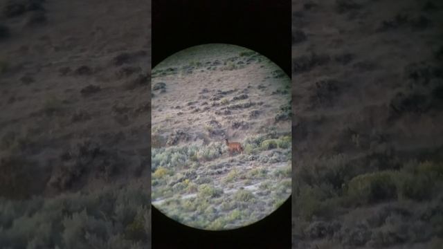 7mm-08 160 tmk cow elk 300 yards смотреть онлайн