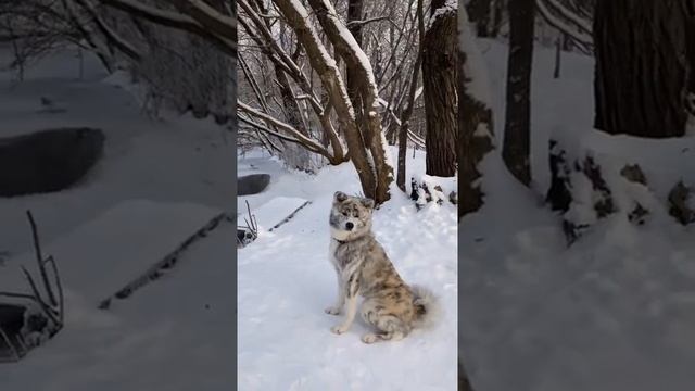 Заповедник в Казани смотреть онлайн