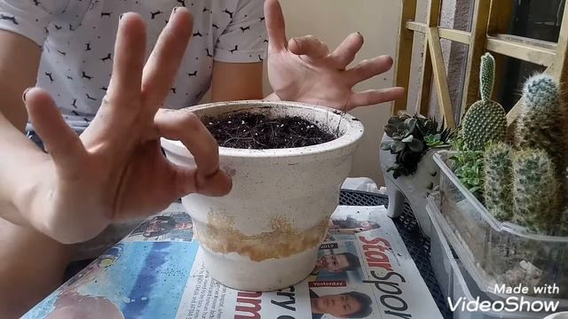 Unboxing tumbuhan beli melalui online-Hosta verigated смотреть онлайн