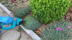 Обрезка почвопокровных цветов. Ясколка Флокс шиловидный Гвоздика альпийская