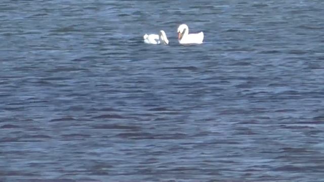 Как добывают морских ЧЕРВЕЙ нереис . смотреть онлайн