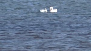 Как добывают морских  ЧЕРВЕЙ нереис .