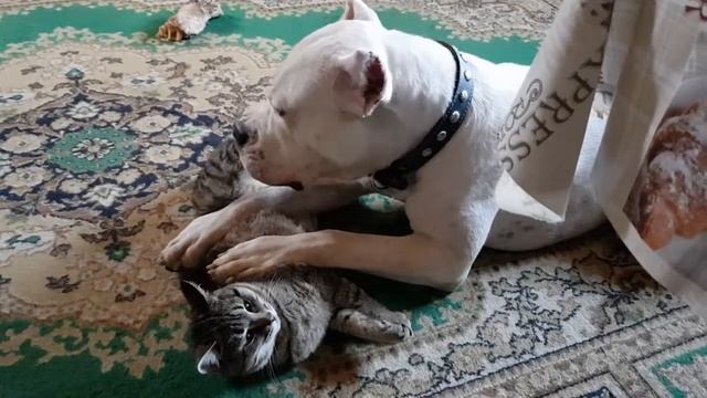 Собака вылизывает раны коту смотреть онлайн