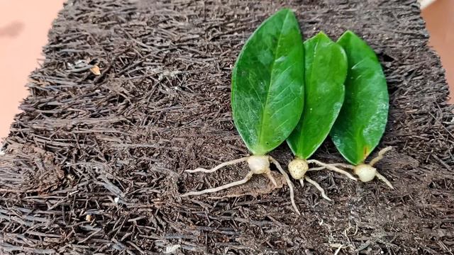 Grow Trees From Leaves And The Unexpected Happened