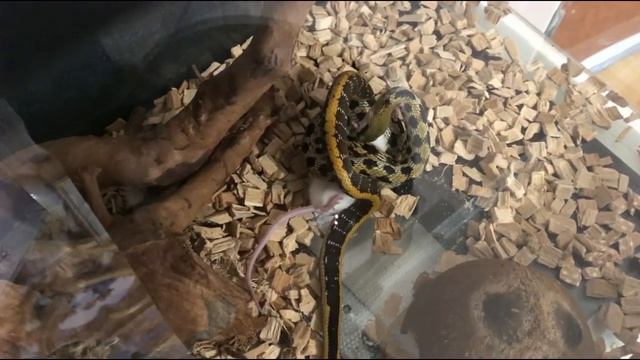 Тонкохвостый полоз friesei Охота. смотреть онлайн