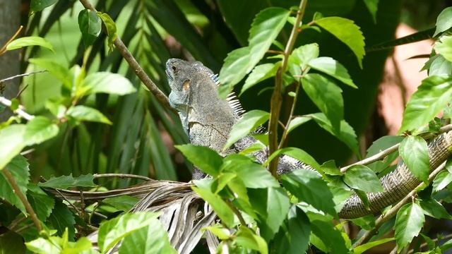 Amazon Wildlife In 4K - Animals That Call The Jungle Home | Amazon Rainforest | Relaxing Music