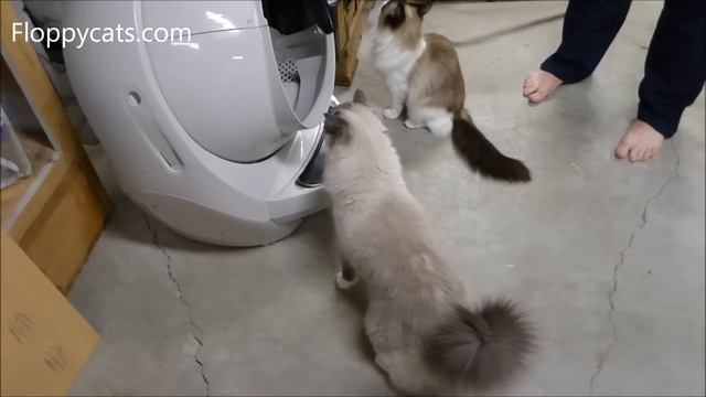 How Cats React to Litter Robot 3 Open Air Litter Robot Arrival Video - Floppycats смотреть онлайн