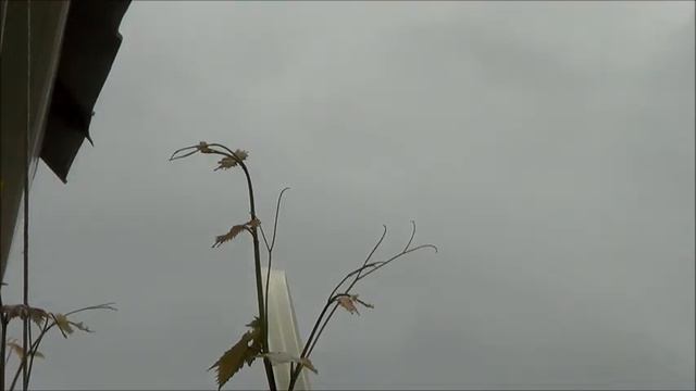 грачи прилетели