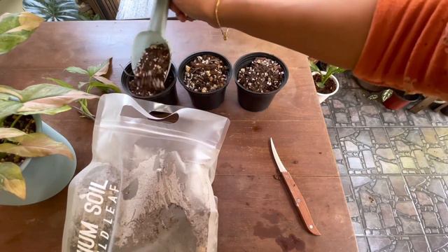 ตัด ปัก ชำ ขยายพันธุ์เพิ่มจำนวน เงินไหลมาด่างชมพู Syngonium Pink Splash มือใหม่หัดปลูกทำได้ง่ายมาก смотреть онлайн