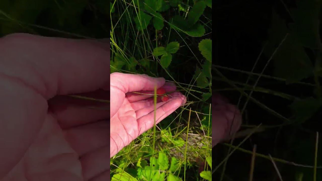 кто сказал что нет ничего бесплатного. #shorts смотреть онлайн