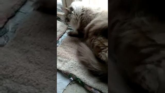 Кошку тошнит смотреть онлайн