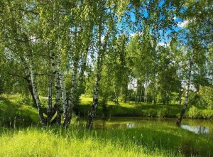 С чего начинается Родина, разбор на гармони №-237 с цифрами