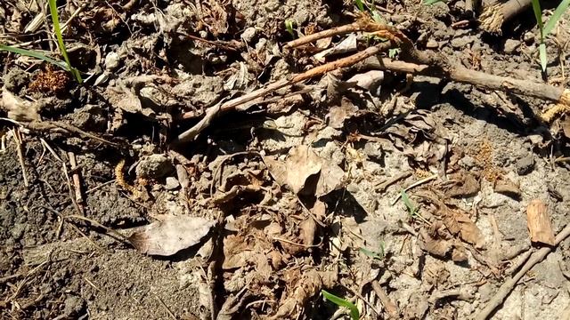 Ящерица убегает от человека (поймал ящерицу на видео) смотреть онлайн