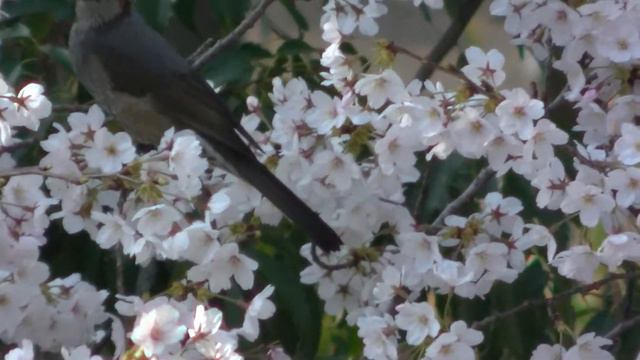 桜の花と野鳥たち　A Brown-eared Bulbul,A Japanese White-eye,Sparrows and cherry blossoms смотреть онлайн