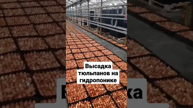 2 млн. луковиц тюльпанов на выгонку #выгонка #срезка #выгонкатюльпанов #веревкинхутор смотреть онлайн