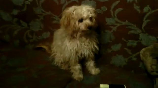 Щенок карликового пуделя играет