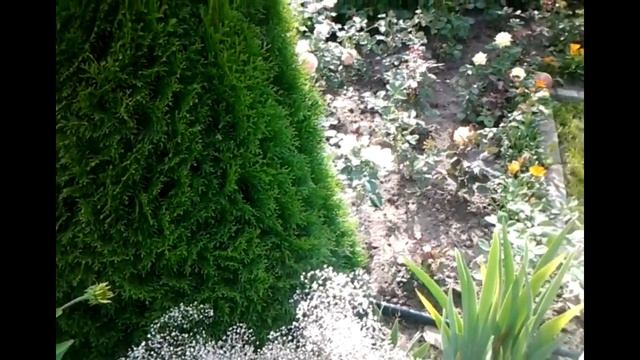 Любимые ЦВЕТЫ на моей даче смотреть онлайн