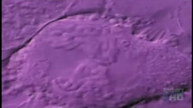 Митоз (Флеминг) смотреть онлайн