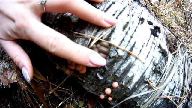 Влог№2 #Как мы Грибы собирали#Старая Бинарадка#Самара смотреть онлайн