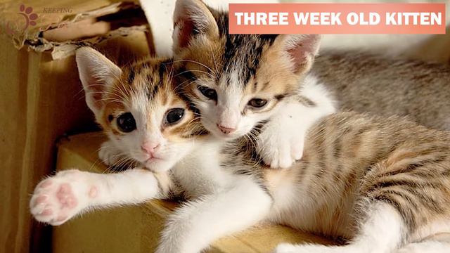 Kitten Growth Chart | Kitten Developmental Stages | Newborn Kitten to Adult Cat смотреть онлайн