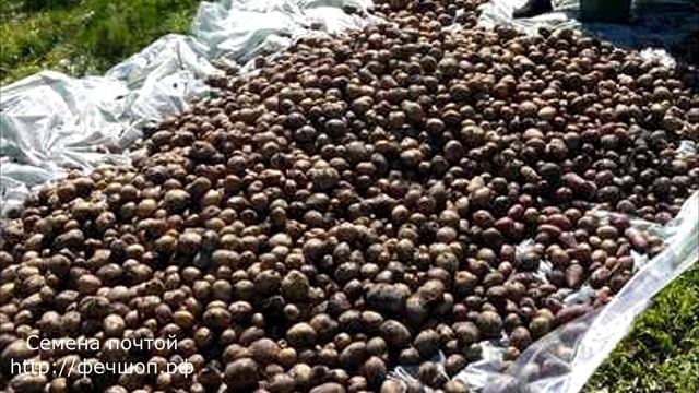 Лучшие способы зимнего хранения овощей смотреть онлайн