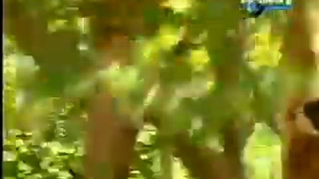 Обезьяна и тигр смотреть онлайн