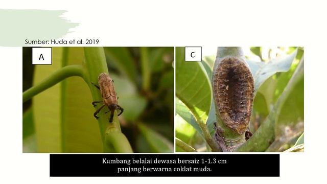 Infestasi Spesies Baru Kumbang Belalai di Ladang Mangga смотреть онлайн