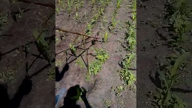 Сошка. Приспособление для прополки. смотреть онлайн