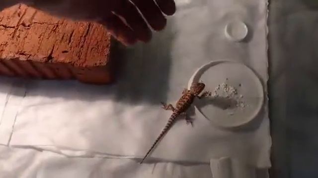 БОРОДАТАЯ АГАМКА ПО ИМЕНИ АМКА смотреть онлайн