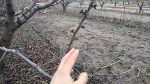 ОСОБЕННОСТЬ ОБРЕЗКИ ЧЕРЕШНИ! КАК РАЗЛИЧИТЬ ПОЧКИ НА ЧЕРЕШНЕ? От этого зависит Ваш урожай!