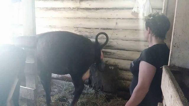 Отёл коровы Джерси//Принимали с дочкой ?. смотреть онлайн