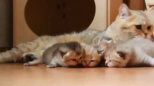 Кошка любит своих детей смотреть онлайн