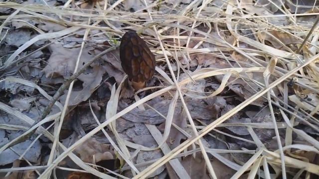 Сбор грибов весной. Сморчки. Киевская обл. 2019 год. смотреть онлайн