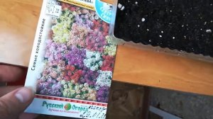 посев семян калибрахоа