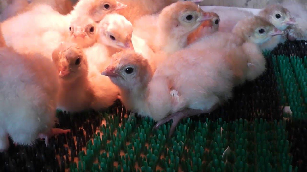 Предлагаю яйцо кобб500 смотреть онлайн