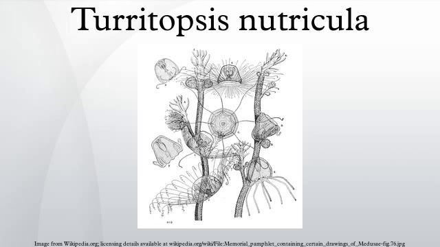 Turritopsis Nutricula