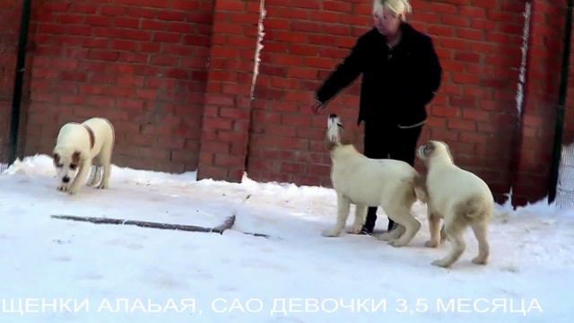 Щенки алабая, среднеазиатской овчарки www.r-risk.ru +7 9262205603 Татьяна Ягодкина смотреть онлайн