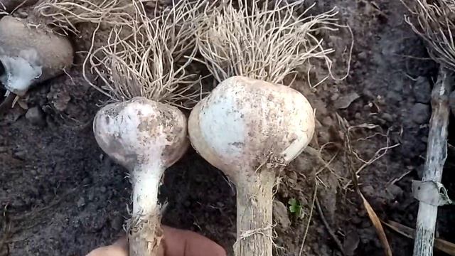 Лучший сорт чеснока. 18.07.21. смотреть онлайн