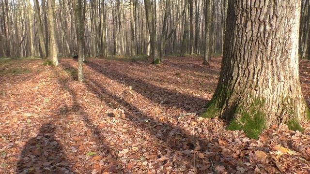 Сбор СВЕЖЕЗАМОРОЖЕННЫХ Грибов ? Ноябрь в Лесу .