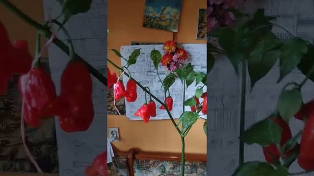 перец дерево спрут f1 смотреть онлайн