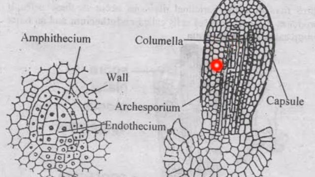 How reproduction take place in Anthoceros. Vegetative and sexual reproduction. смотреть онлайн