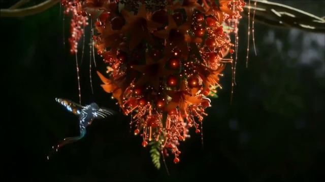 ? MAGICAL HUMMINGBIRD - видео обои для ПК смотреть онлайн