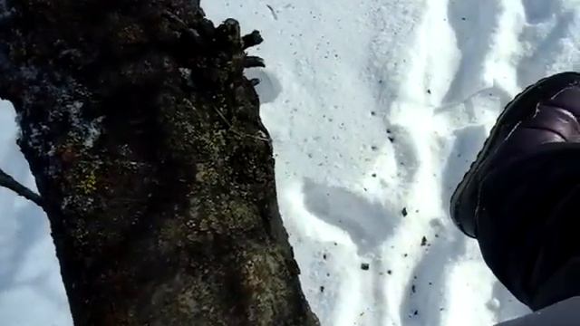 Залезла на дерево смотреть онлайн