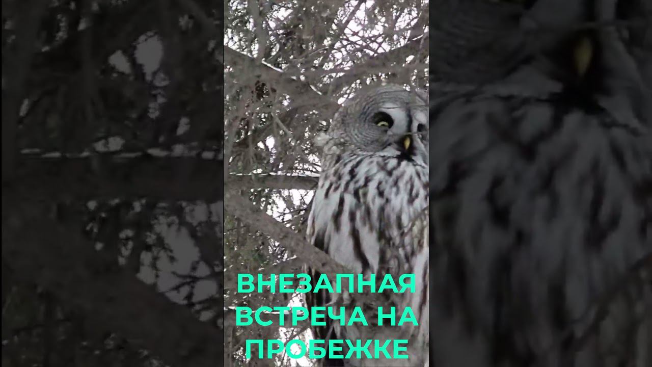 Внезапная встреча на пробежке | Польза бега для мужчин #массаж #2024 #мужскоездоровье #бег смотреть онлайн