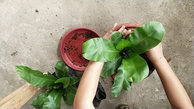 #birdsnest #pakpaklawin REPOTTING PAKPAKLAWIN/BIRD'S NEST PLANT / ang ganda😍 смотреть онлайн