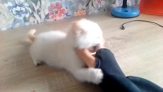 обзор на моего кота