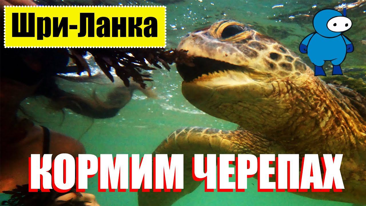 Кормление больших зеленых черепах на Шри-Ланке смотреть онлайн