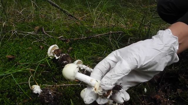 รู้จักเห็ดพิษร้ายแรง Vit flugsvamp - Amanita virosa смотреть онлайн